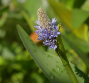 Modráska kopinatá - Pontederia lanceolata