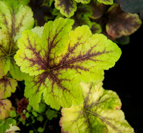 Dlužela 'Art Tropico' - Heucherella 'Art Tropico'