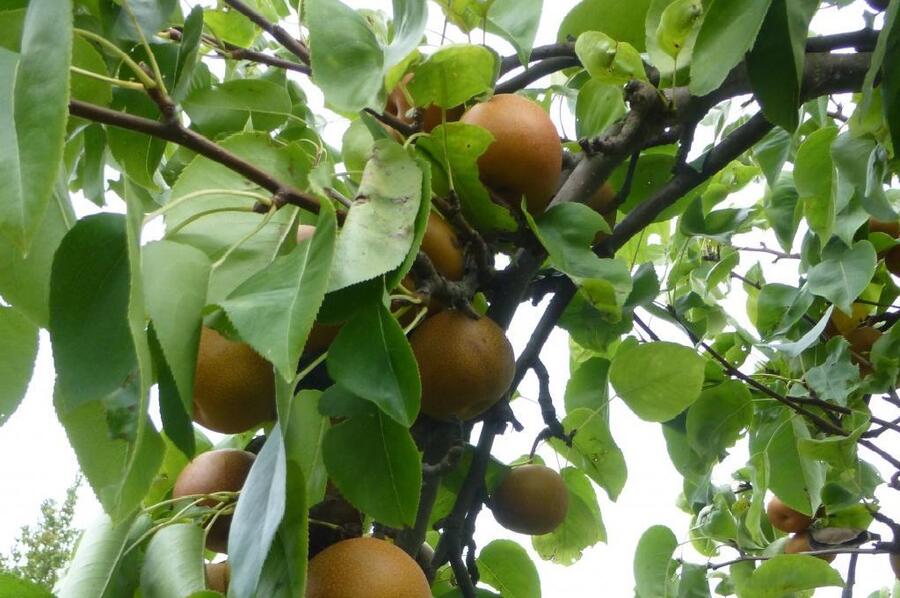 Hrušeň asijská - nashi 'Sin Su' - Pyrus pyrifolia 'Sin Su'