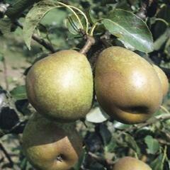 Hrušeň zimní 'Doyenné du Comice' - Pyrus communis 'Doyenné du Comice'