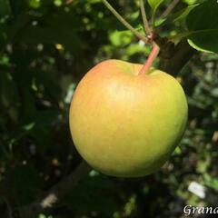 Jabloň letní 'Delbarestivale' - Malus domestica 'Delbarestivale'