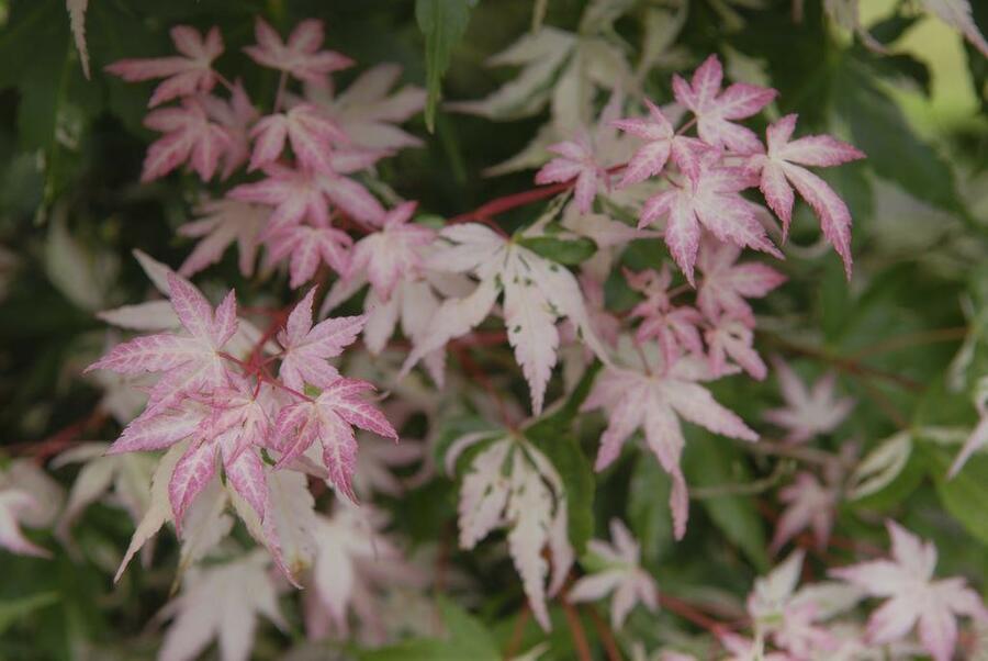 Javor dlanitolistý 'Asahi-zuru' - Acer palmatum 'Asahi-zuru'