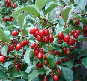 Hlošina mnohokvětá - Elaeagnus multiflora