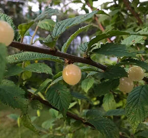 Višeň plstnatá 'Snovit' - Prunus tomentosa 'Snovit'