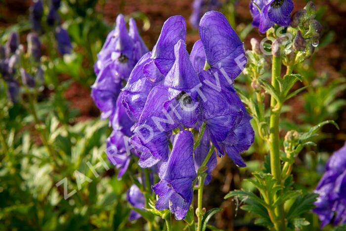 Oměj Henryův 'Spark' - Aconitum henryi 'Spark'