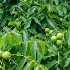 Ořešák vlašský (královský) 'Sychrov' - Juglans regia 'Sychrov'