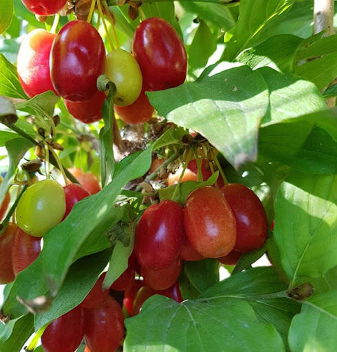 Dřín obecný 'Radost' - Cornus mas 'Radost'