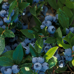 Borůvka chocholičnatá, kanadská borůvka 'North Blue' - Vaccinium corymbosum 'North Blue'