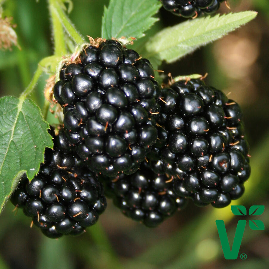 Ostružiník beztrnný 'Coolaris Early' - Rubus fruticosus 'Coolaris Early'