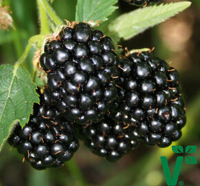 Ostružiník beztrnný 'Coolaris Early' - Rubus fruticosus 'Coolaris Early'