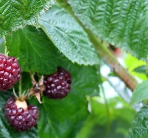 Maliník remontantní 'Malling Passion' - Rubus idaeus 'Malling Passion'