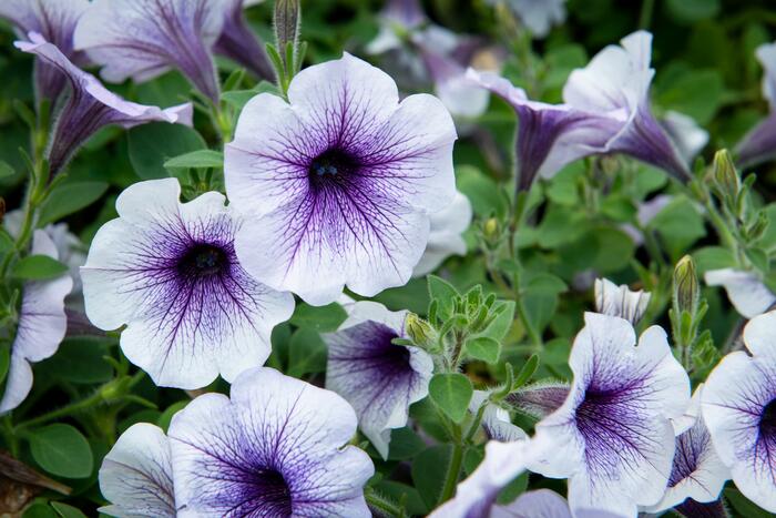 Petúnie 'Blue Vein' - Petunia hybrida Sanguna 'Blue Vein'