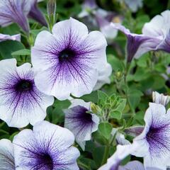 Petúnie 'Blue Vein' - Petunia hybrida Sanguna 'Blue Vein'