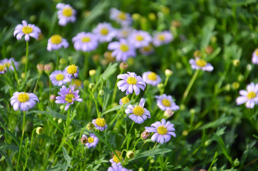 Všelicha, brachykome 'Mauve Delight' - Brachyscome multifida 'Mauve Delight'