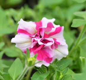 Petúnie 'Tumbelina Rose Ripple' - Petunia hybrida 'Tumbelina Rose Ripple'