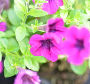 Petúnie 'Tiny Tunia Burgundy' - Petunia hybrida 'Tiny Tunia Burgundy'