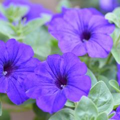 Petúnie 'Trailing Deep Blue' - Petunia 'Trailing Deep Blue'