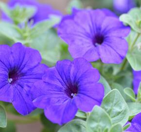 Petúnie 'Trailing Deep Blue' - Petunia 'Trailing Deep Blue'