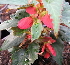 Begónie 'Belmona Red' - Begonia 'Belmona Red'