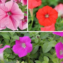 Petúnie 'Tricolor I.' - Petunia 'Tricolor I.'