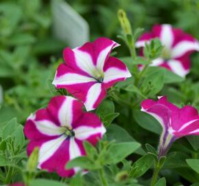 Petúnie 'Purple Star' - Petunia Pegasus 'Purple Star'