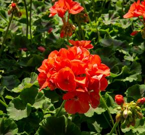 Muškát, pelargonie páskatá klasická 'Noblesse' - Pelargonium zonale 'Noblesse'