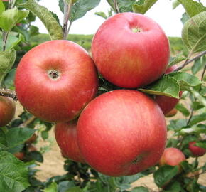 Jabloň zimní 'Bohemia' - Malus domestica 'Bohemia'