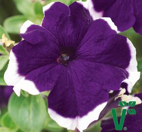 Petúnie velkokvětá 'Musica Blue Frost' - Petunia grandiflora 'Musica Blue Frost'