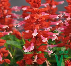 Šalvěj zářivá 'Gigantimo Pink Lipstick' - Salvia splendens 'Gigantimo Pink Lipstick'