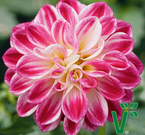 Jiřina 'DahLove Purple White' - Dahlia 'DahLove Purple White'