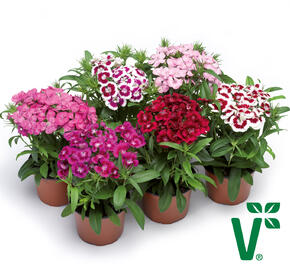 Hvozdík vousatý 'Diabunda Mix' - Dianthus barbatus 'Diabunda Mix'