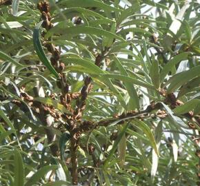 Rakytník řešetlákový - samčí 'Opylovač' - Hippophae rhamnoides 'Opylovač'