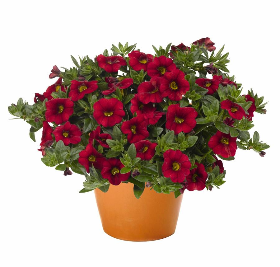 Minipetúnie, Million Bells 'Aloha Kona Dark Red' - Calibrachoa hybrida 'Aloha Kona Dark Red'