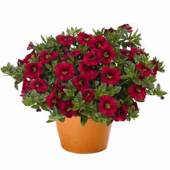 Minipetúnie, Million Bells 'Aloha Kona Dark Red' - Calibrachoa hybrida 'Aloha Kona Dark Red'