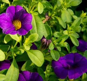 Minipetúnie, Million Bells 'Sweetbells Compact Dark Blue' - Calibrachoa hybrida 'Sweetbells Compact Dark Blue'