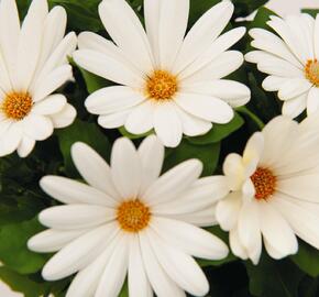 Dvoutvárka 'Margarita Creme' - Osteospermum ecklonis 'Margarita Creme'