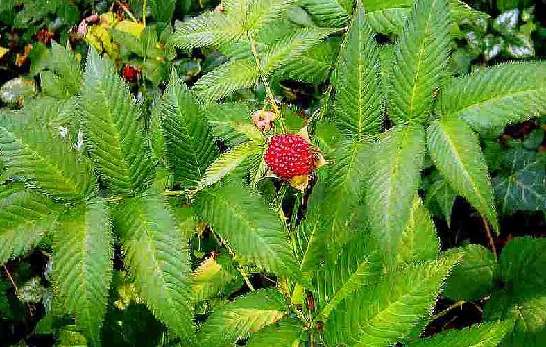 Ostružiník jahodnatý - Rubus illecebrosus