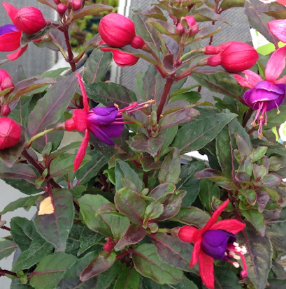 Fuchsie, čílko 'Jollies Nantes' - Fuchsia hybrida 'Jollies Nantes'