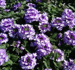 Verbena, sporýš 'Vanessa Bicolor Indigo' - Verbena hybrida 'Vanessa Bicolor Indigo'