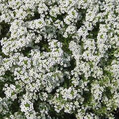 Tařicovka přímořská 'Stream White' - Lobularia maritima 'Stream White'