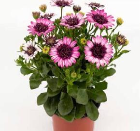 Dvoutvárka 'Cape Daisy Double Delight' - Osteospermum ecklonis 'Cape Daisy Double Delight'