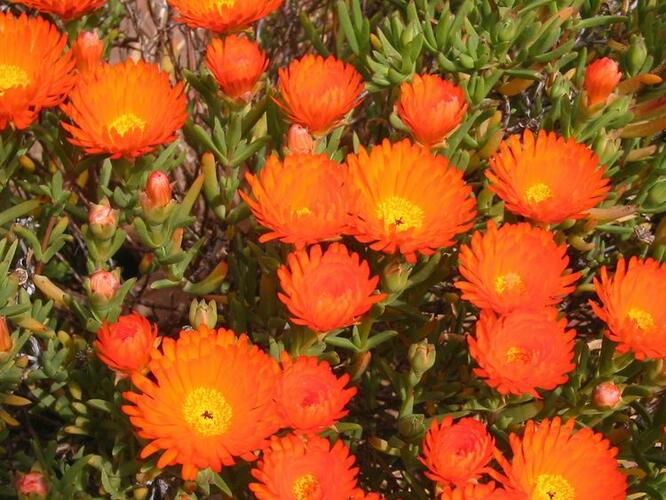 Lamparantus 'Orange' - Lampranthus roseus 'Orange'