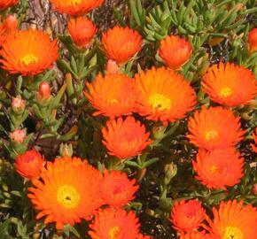 Lamparantus 'Orange' - Lampranthus roseus 'Orange'