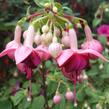 Fuchsie, čílko 'Paula Jane' - Fuchsia hybrida 'Paula Jane'