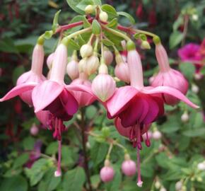 Fuchsie, čílko 'Paula Jane' - Fuchsia hybrida 'Paula Jane'