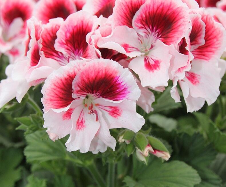 Muškát, pelargonie velkokvětá 'Elegance Tony' - Pelargonium grandiflorum 'Elegance Tony'