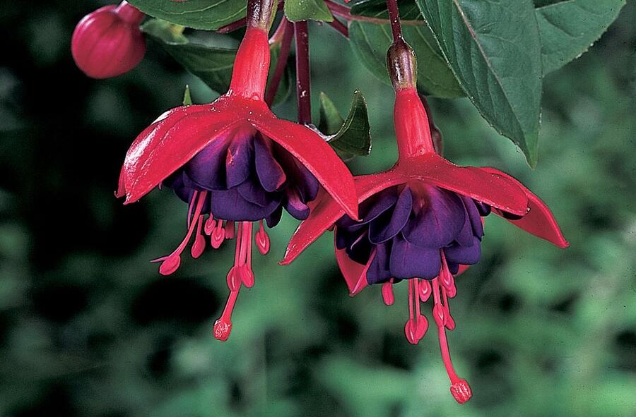 Fuchsie, čílko 'Ringwood Market' - Fuchsia hybrida 'Ringwood Market'