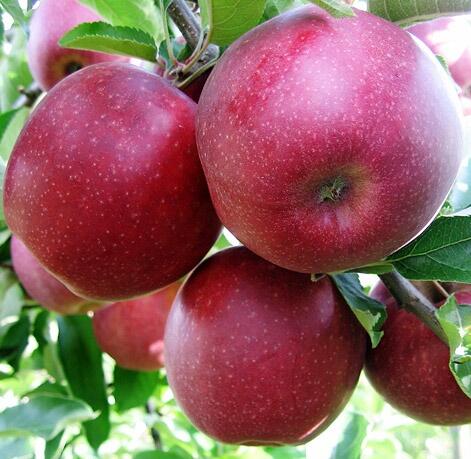 Jabloň zimní 'Red Jonaprince' - Malus domestica 'Red Jonaprince'