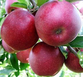 Jabloň zimní 'Red Jonaprince' - Malus domestica 'Red Jonaprince'