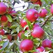 Jabloň zimní 'Red Bohemia' - Malus domestica 'Red Bohemia'